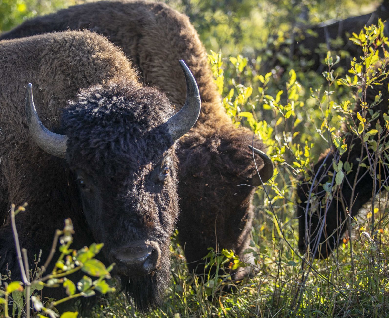 Buffalo 2